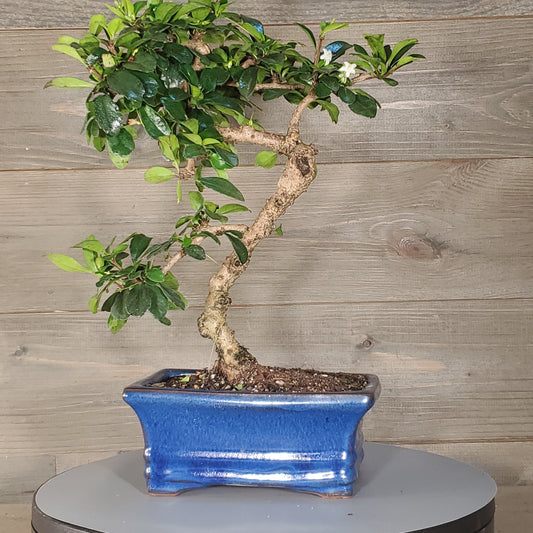 Fukien Tea (Carmona retusa) indoor/outdoor bonsai tree.